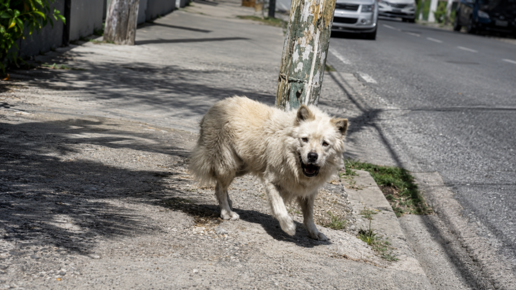 Encontrado/a: 🐕 Perro en __otro__, Distrito Nacional